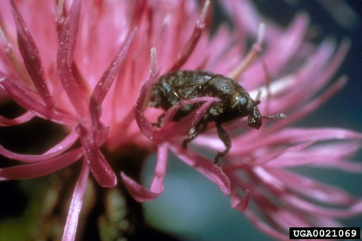 Blunt Knapweed Flower Weevil