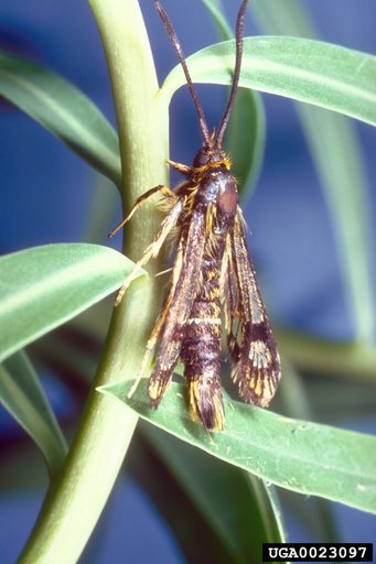 Hungarian Clearwing Moth