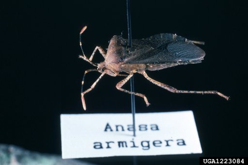horned squash bug