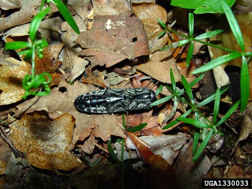 eyed click beetle
