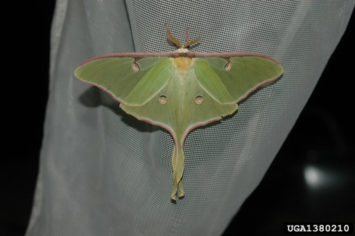 luna moth