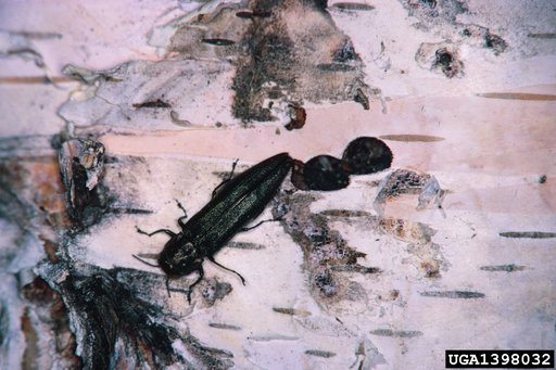 bronze birch borer