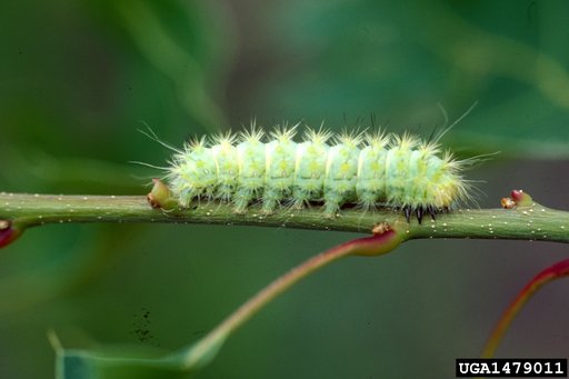 Noctuid moth