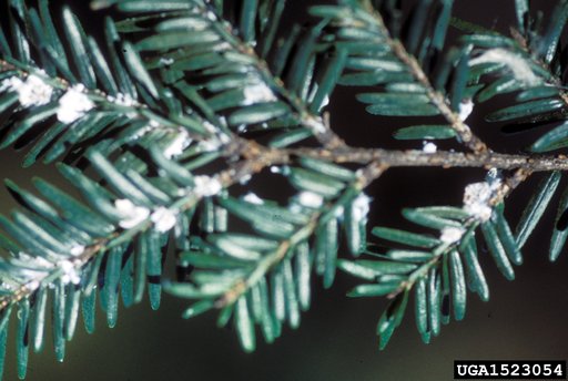 hemlock woolly adelgid