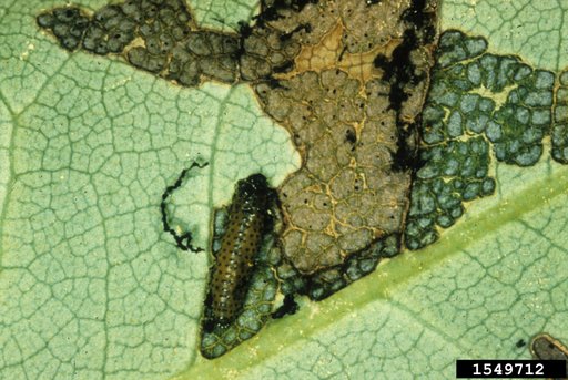 flea beetles