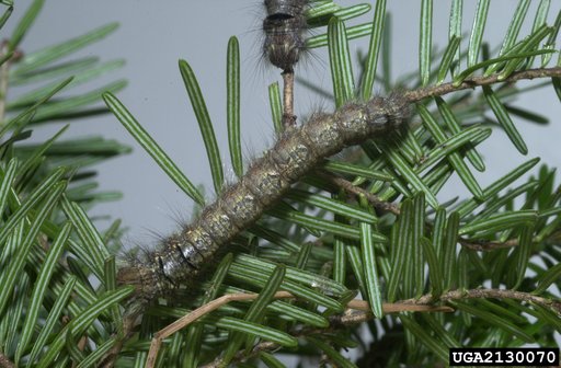 Siberian Moth