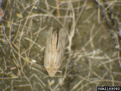 giant whitefly