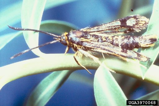Hungarian Clearwing Moth