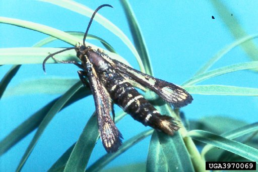 Clearwing Moth
