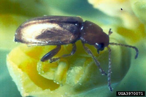 Minute Spurge Flea Beetle