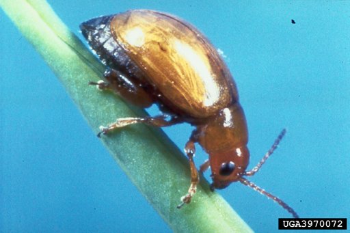Brown Dot Leafy Spurge Flea Beetle