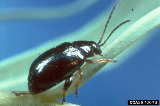 Black Leafy Spurge Flea Beetle