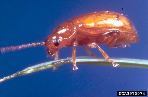 Copper Leafy Spurge Flea Beetle