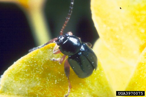 Brown-Legged Spurge Flea Beetle