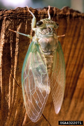 Cicadas