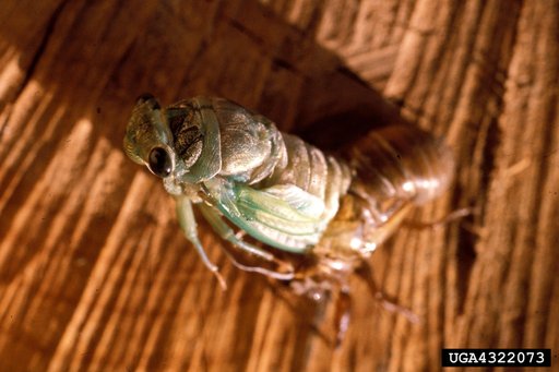 Cicadas