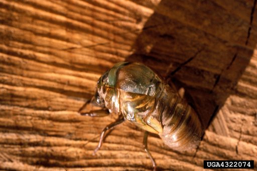 Cicadas