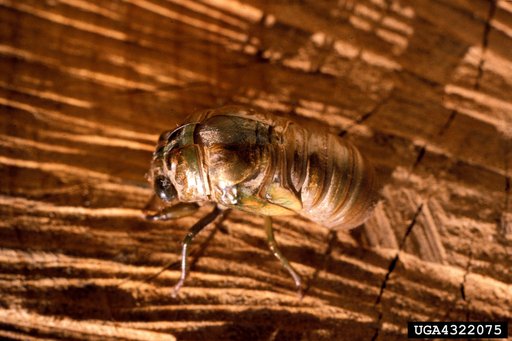 Cicadas