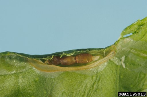 citrus leafminer parasitoid