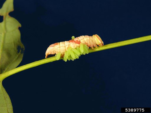Braconid Wasps