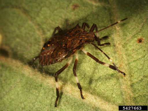 Brown Marmorated Stink Bug