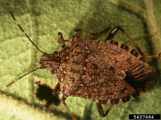 Brown Marmorated Stink Bug
