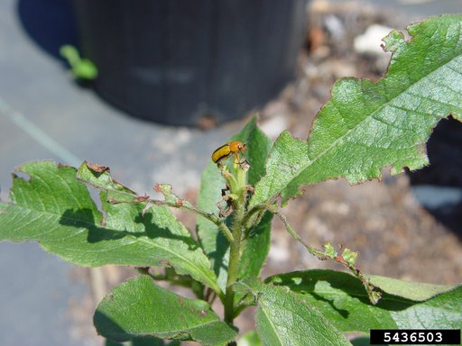 Clay-Colored Leaf Beetle
