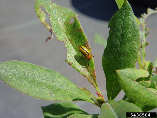 Clay-Colored Leaf Beetle