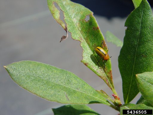 Clay-Colored Leaf Beetle