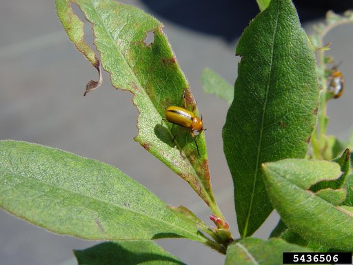 Clay-Colored Leaf Beetle
