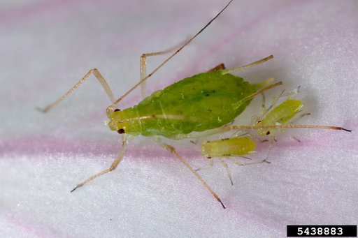 pea aphid