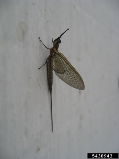 Mayfly