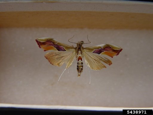 Crambid Moth