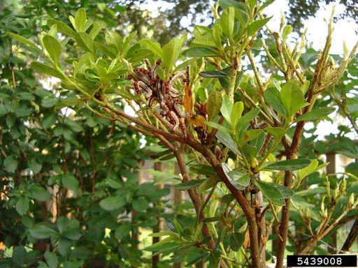 Azalea Caterpillar
