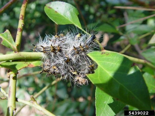Yellownecked Caterpillar