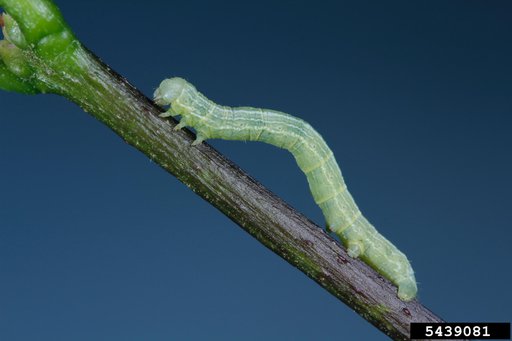fall cankerworm
