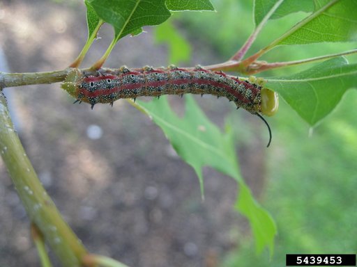 Butterflies, Moths Or Skippers