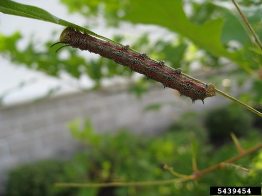 Butterflies, Moths Or Skippers