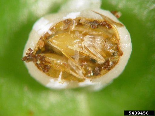 Ants, Bees, Sawflies, Wasps, And Allies