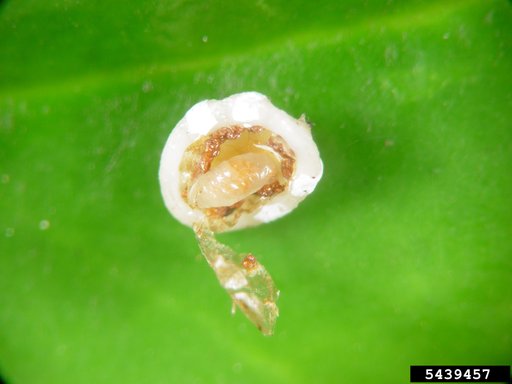 Ants, Bees, Sawflies, Wasps, And Allies