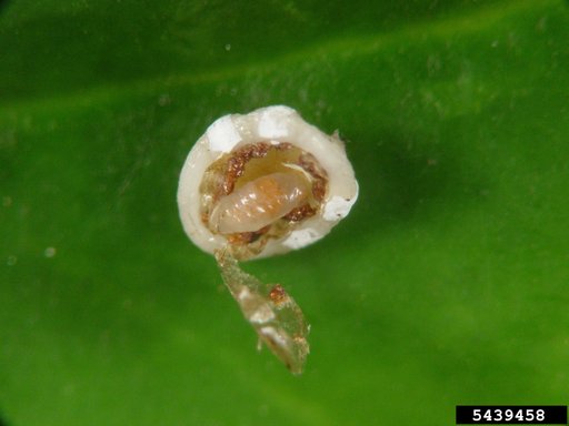Ants, Bees, Sawflies, Wasps, And Allies