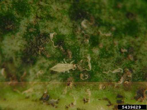 Greenhouse Thrips