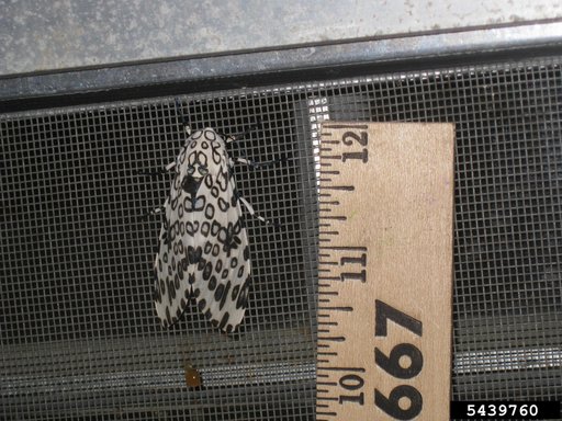 Giant Leopard Moth