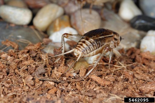 house cricket
