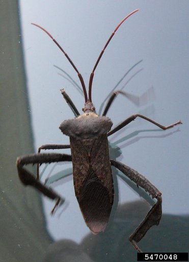 leaf-footed bug