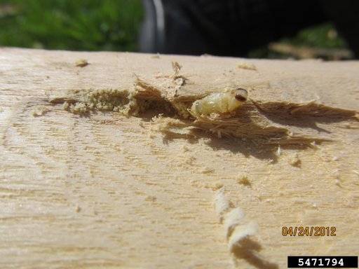 emerald ash borer