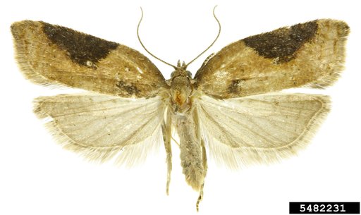 Strawberry Tortrix