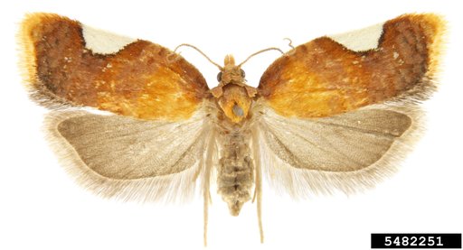 Tortricid Moth