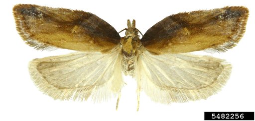 Tortricid Moth