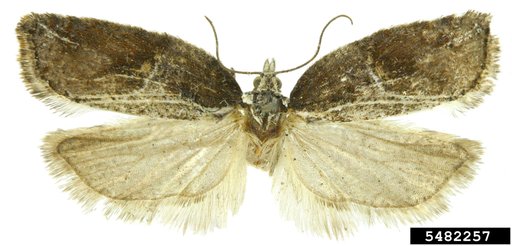 Tortricid Moth